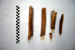 Femoral bone fragments